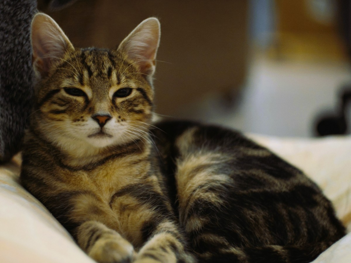 Un pequeño propósito