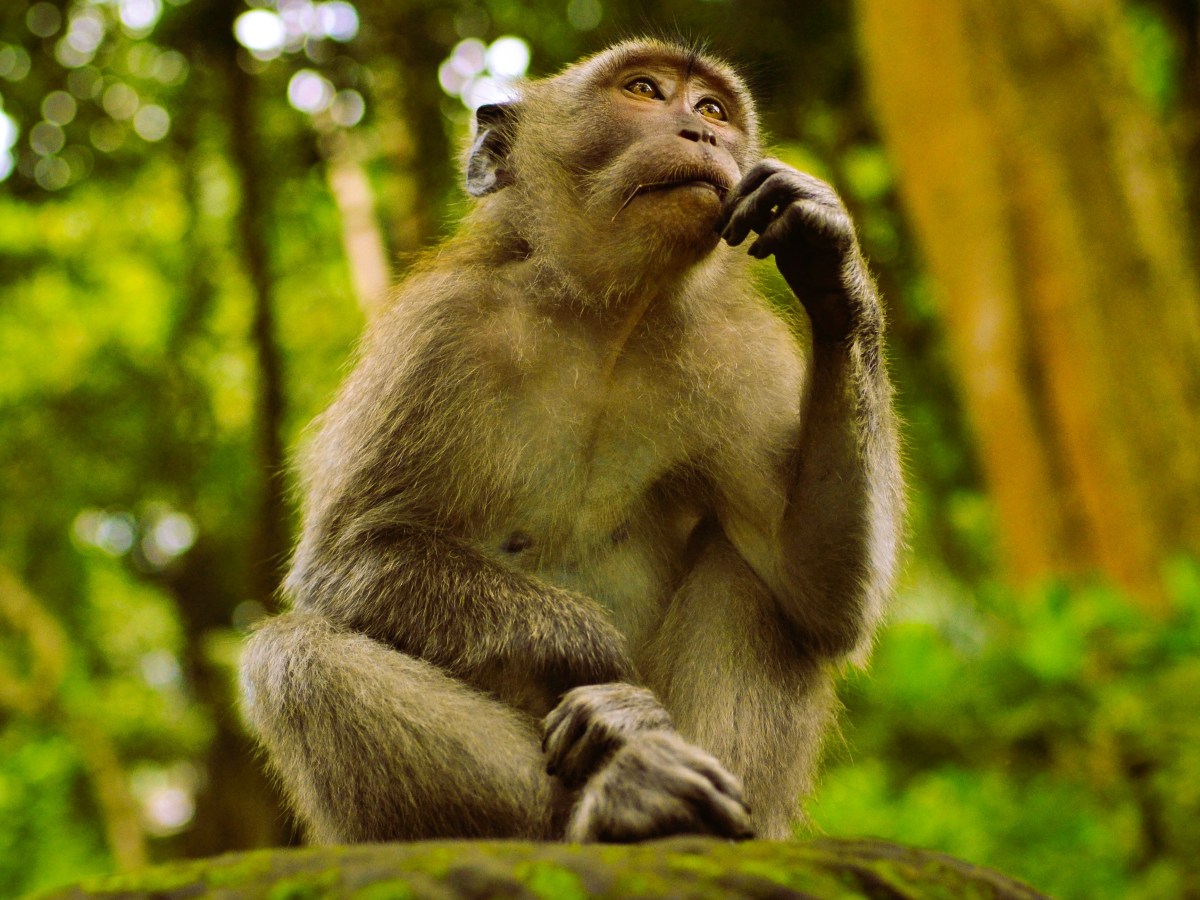 Animales racionales (2)