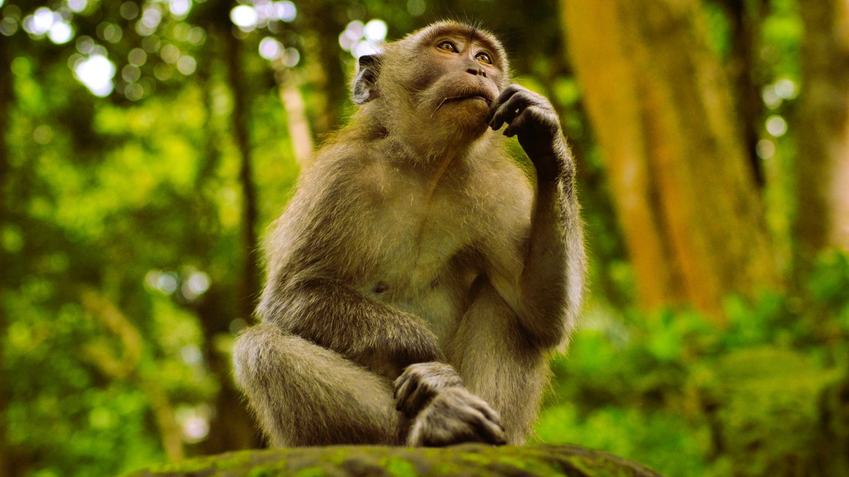 Animales racionales (2)